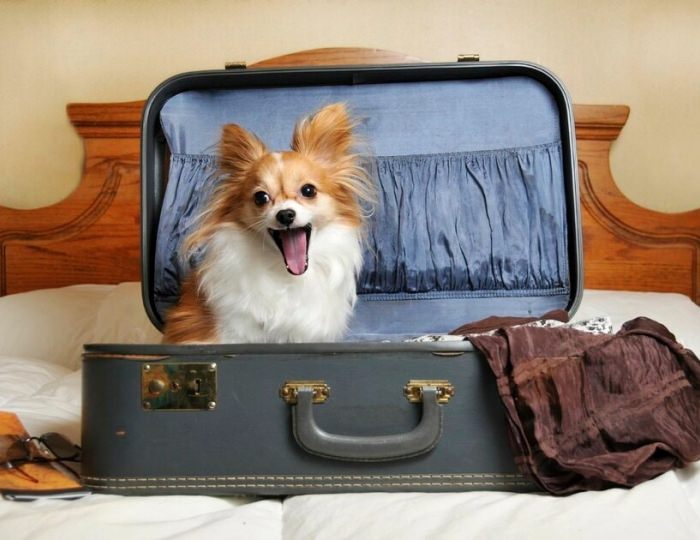 Проживание с животными - Спа-отель «Тучково»